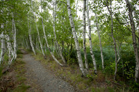 Birch Path #3