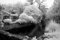 Ivy Covered Shoppe