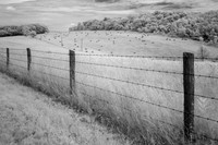 Barbed Wire Fence #3