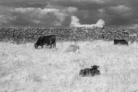 Cows