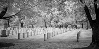 Arlington National Cemetery #2