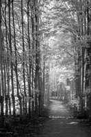 Grounds for Sculpture Path