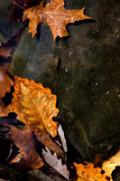 Underwater Leaves #1