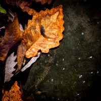 Underwater Leaves #2