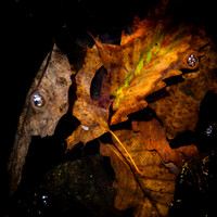 Underwater Leaves #3