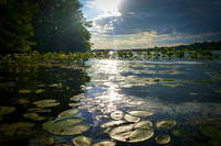 Lily Pad Sunshine
