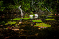 Lilies on the Edge