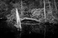 Pond Log Still Life