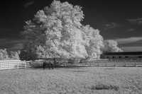 Horse, Tree and Fence