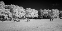 Horses in a Field
