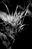 Mountain Grass