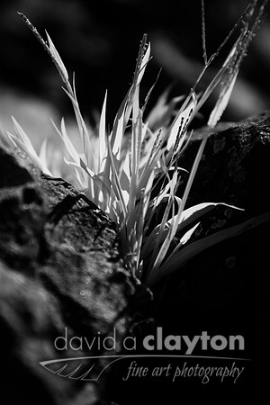 Mountain Grass
