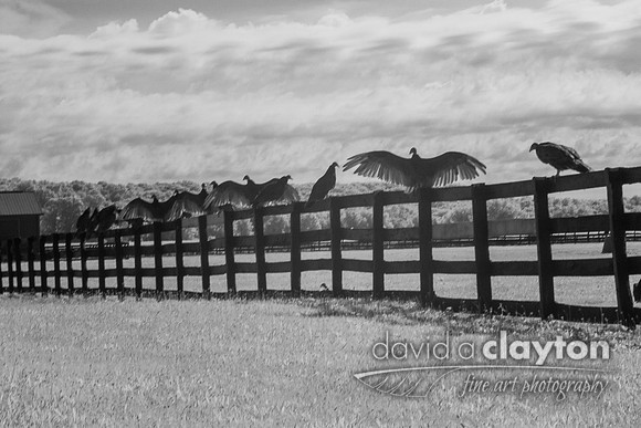 Turkey Vultures