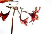 Old Amaryllis