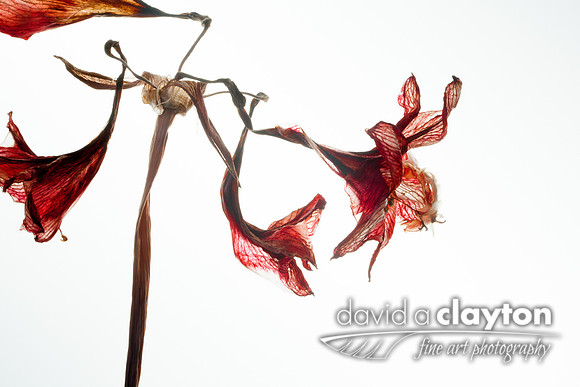 Old Amaryllis