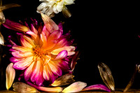 Dying Flower in Water #3