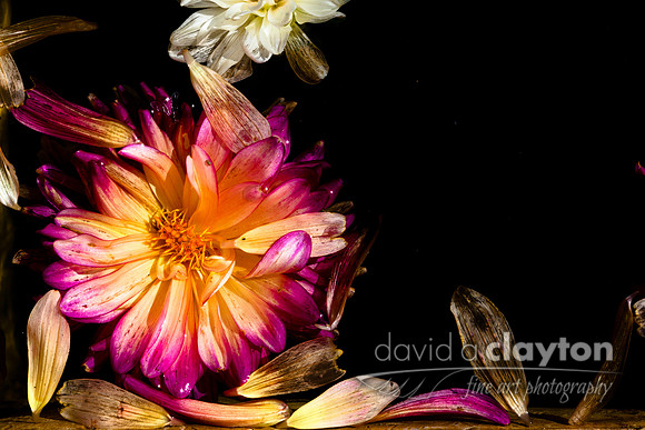 Dying Flower in Water #3