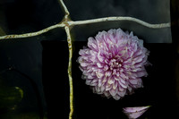 Dying Flower in Water #6