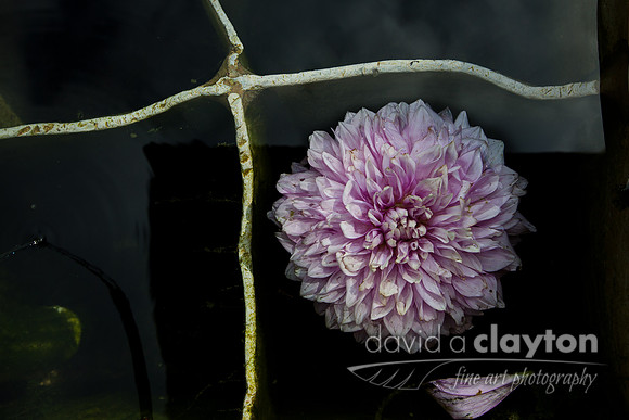 Dying Flower in Water #6