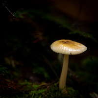 Tiny Mushroom