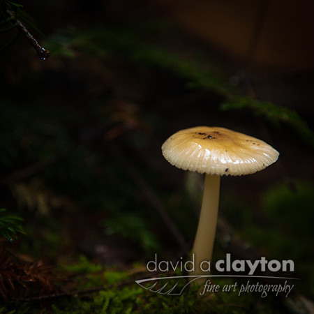 Tiny Mushroom