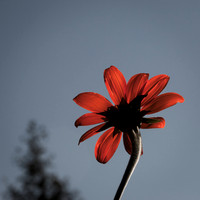 Orange Flower