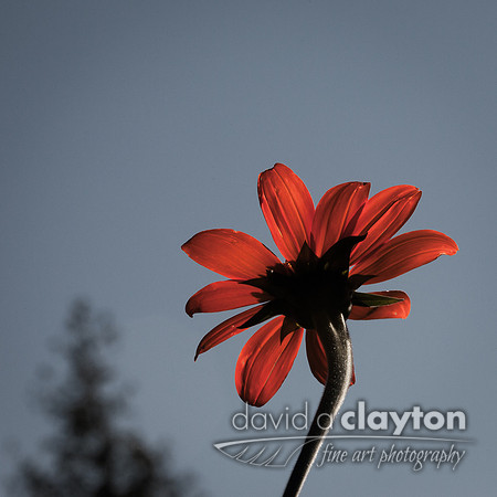 Orange Flower