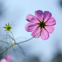 Purxple Flower