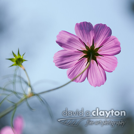 Purxple Flower