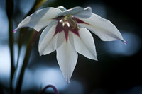 White Flower