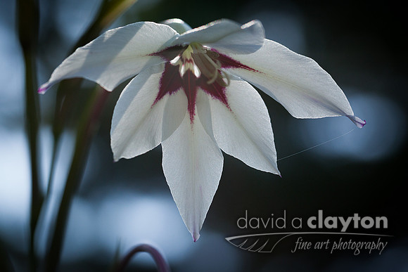 White Flower