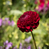 Dahlia #1