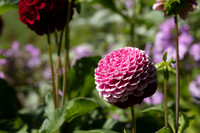 Dahlia #2