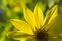 Helianthus