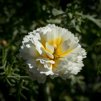 Chrysanthemum