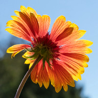 Gaillardia