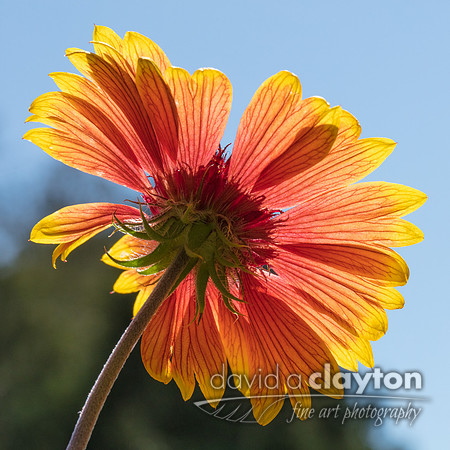 Gaillardia