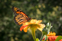 Monarch