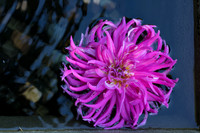 Blossom in Water #1
