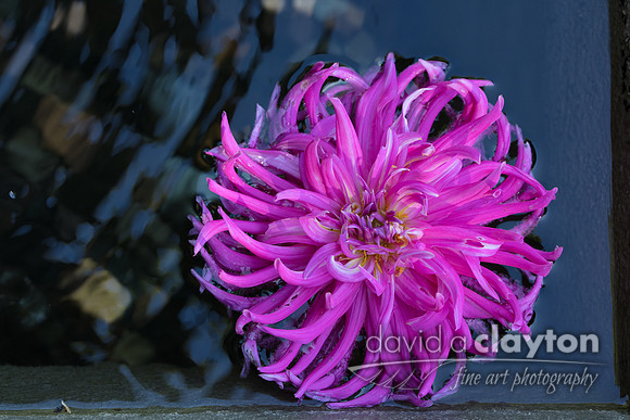 Blossom in Water #1