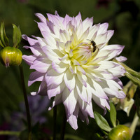Dahlia #3