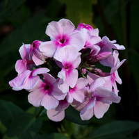 Phlox