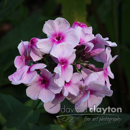 Phlox