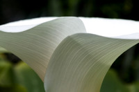 Lily Veins