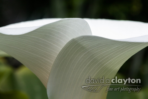 Lily Veins