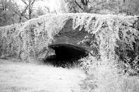 Vine Covered Bridge