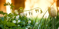 Bleeding Heart