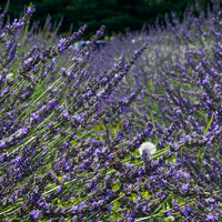 Lavender and a Dandelion