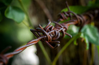 Barbed Wire #1