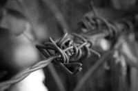 Barbed Wire #2